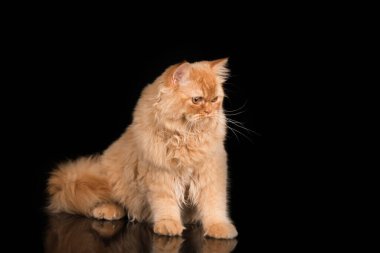 Kızıl İngiliz Uzun Saçlı Kedi Kara Arkaplanda İzole Edildi.