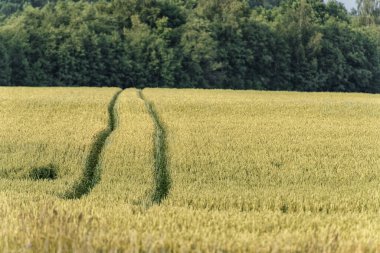 Kırsal Bölgede Buğday Tarlası.