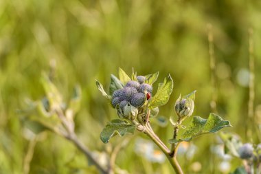 Ladybird ve Bush Burdock. Makro ve Bulanık Arkaplan.