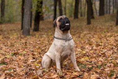 Güz Arkaplanındaki Güzel Boğacı Köpek.