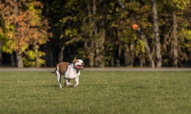 Güzel Amerikan Bulldog 'u