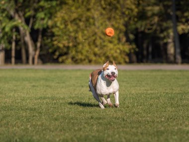 Güzel Amerikan Bulldog 'u