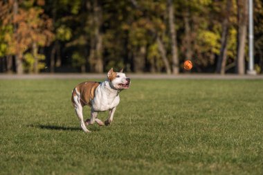 Güzel Amerikan Bulldog 'u