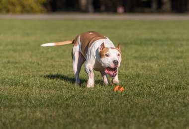 Güzel Amerikan Bulldog 'u