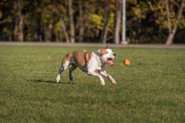 Güzel Amerikan Bulldog 'u