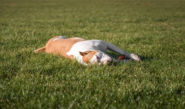Güzel Amerikan Bulldog 'u