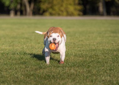 Güzel Amerikan Bulldog 'u