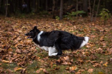 Sınır Köpeği Collie Ormanda Koşuyor