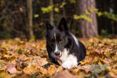 Border Collie Yerde Yatıyor ve Oynuyor. Ağzını aç. Ağızdaki Ağaç Şubesi