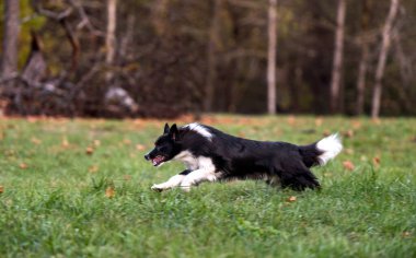 Sınır Köpeği Collie Çimlerde Koşuyor.