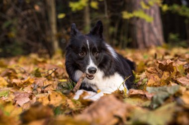 Border Collie Yerde Yatıyor ve Oynuyor. Ağzını aç. Ağızdaki Ağaç Şubesi