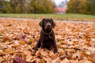 Genç Çikolata Avcısı Köpek Renkli Sonbahar Parkı 'nda oynuyor. Akçaağaç Yaprakları Yerde.