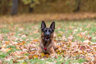 Sonbahar Arkaplanda Alman Çoban Köpeği. Akçaağaç Yaprakları. Park