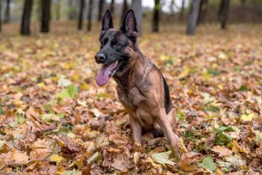 Sonbahar Arkaplanda Alman Çoban Köpeği. Akçaağaç Yaprakları. Park