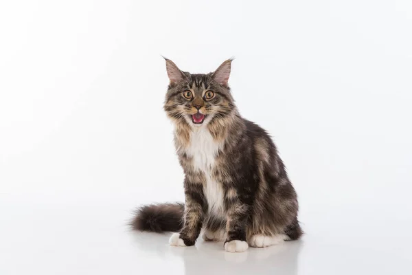 Zvědavá Šedá Maine Mýval Cat Fotografování Studiu Bílé Pozadí — Stock fotografie