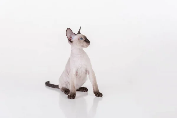 White Very Young Peterbald Sphynx Cat Fotoshooting Studio — Stockfoto