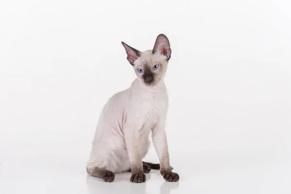 White Very Young Peterbald Sphynx Cat Fotoshooting Studio — Stockfoto
