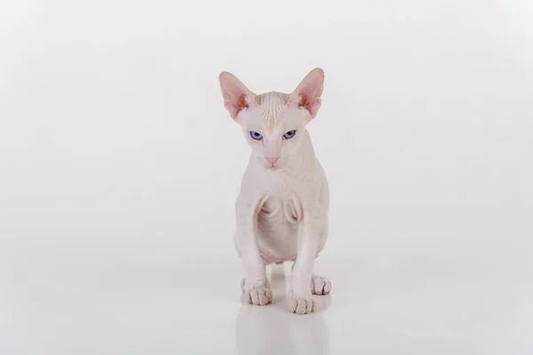 白色的非常年轻的彼得秃头Sphynx猫 工作室摄影 — 图库照片