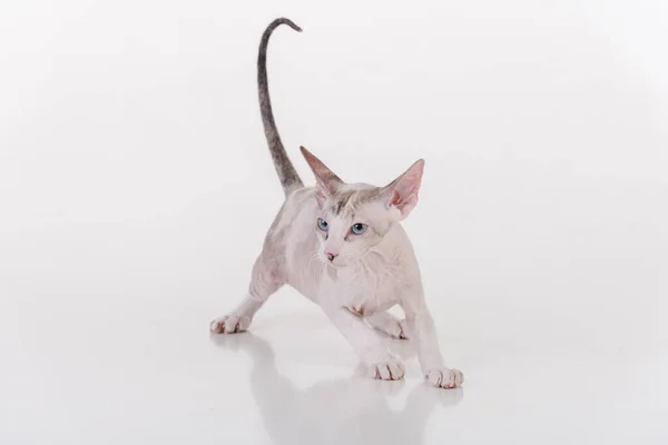 Biały Bardzo Młody Peterbald Sphynx Cat Studio Sesja Zdjęciowa — Zdjęcie stockowe