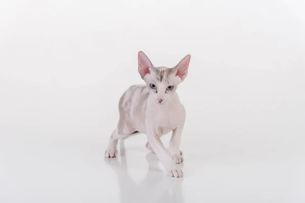 白色的非常年轻的彼得秃头Sphynx猫 工作室摄影 — 图库照片