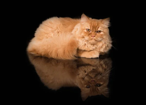 Ginger Britânico Longhair Cat Isolado Fundo Preto — Fotografia de Stock