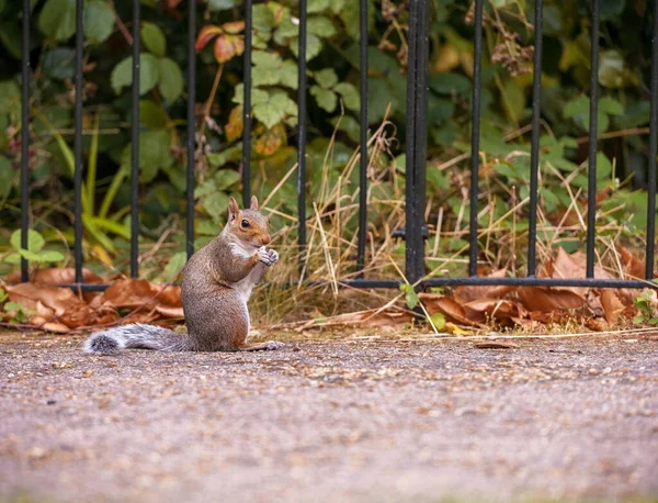 Wiewiórka Orzechy Greenwich Park Londynie Anglia Zjednoczone Królestwo — Zdjęcie stockowe