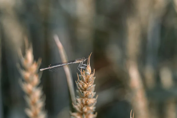 Drogonfly Wheat Fondo Borroso — Foto de Stock