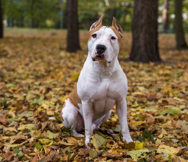Mooie Amerikaanse Bulldog Hond — Stockfoto
