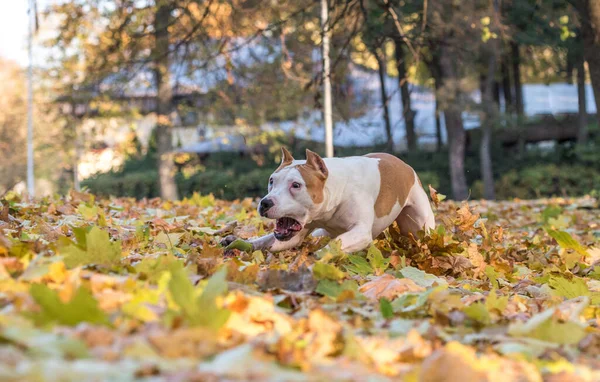 Vacker Amerikansk Bulldogg — Stockfoto