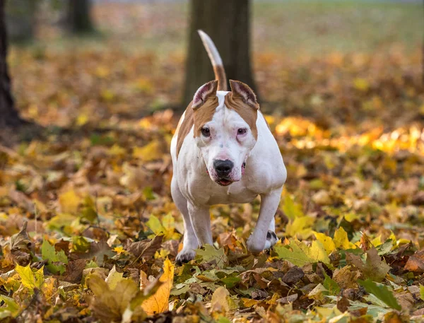 Güzel Amerikan Bulldog — Stok fotoğraf