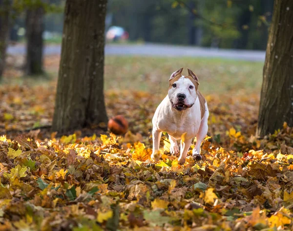 Cão Bulldog Americano Bonito — Fotografia de Stock