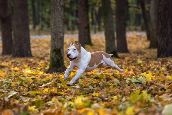 Hermoso Perro Bulldog Americano — Foto de Stock