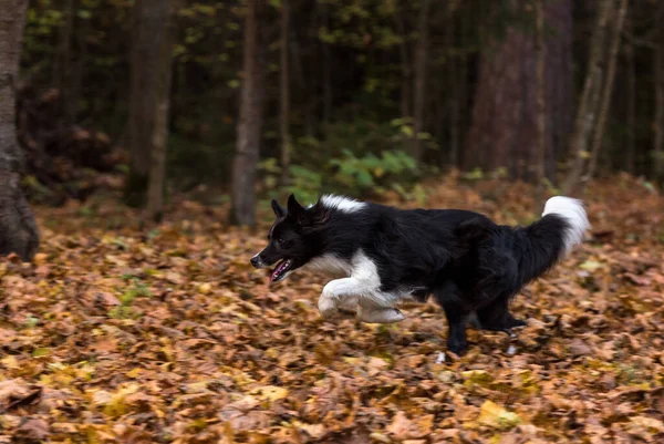 ボーダー コリー ドッグが森の地面を走っています — ストック写真