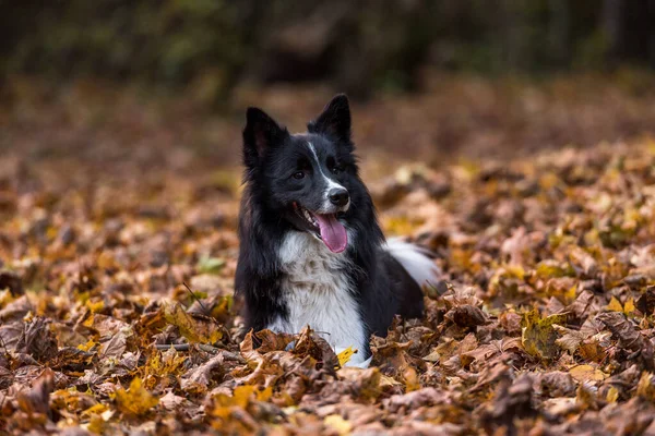 Border Collie Yerde Yatıyor ve Oynuyor. Ağzını Aç.