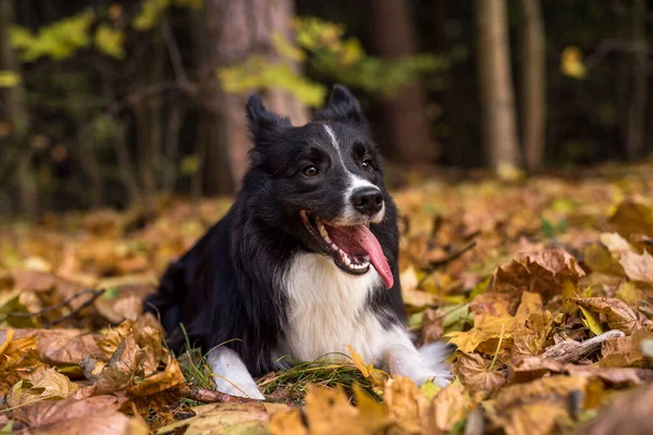 stock image Border Collie is Lying on the Ground and Playing. Open Mouth.