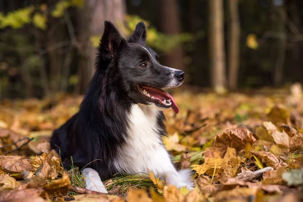 Border Collie Lying Ground Playing Open Mouth — Stock Photo, Image