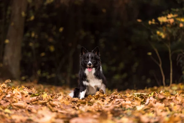 Border Collie Sitting Forest Ground Smiling — Stock Photo, Image