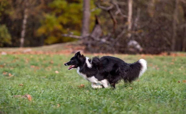 Sınır Köpeği Collie Çimlerde Koşuyor — Stok fotoğraf