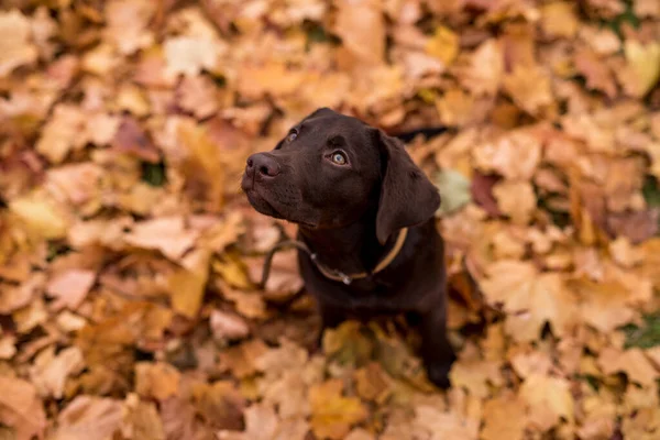 年轻的巧克力猎犬正在五彩缤纷的秋天公园里玩耍 地面上的枫叶 — 图库照片