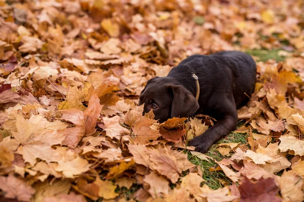 年轻的巧克力猎犬正在五彩缤纷的秋天公园里玩耍 地面上的枫叶 — 图库照片