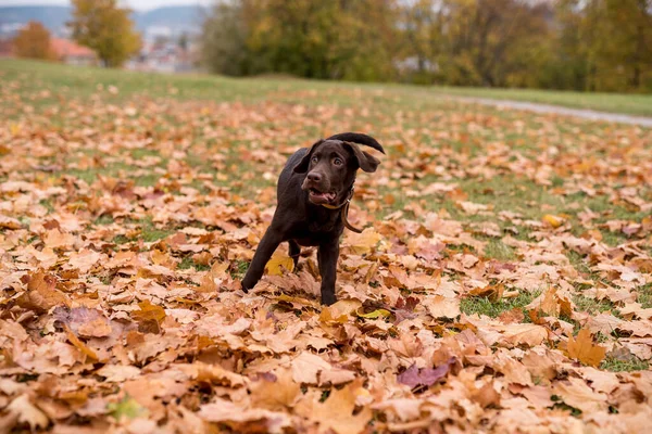 Genç Çikolata Avcısı Köpek Renkli Sonbahar Parkı Nda Oynuyor Akçaağaç — Stok fotoğraf