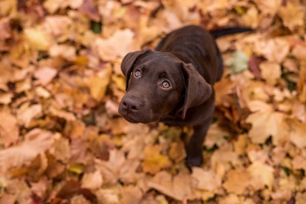 Young Chocolate Retriever Dog Játszik Színes Őszi Parkban Juharfalevelek Földön — Stock Fotó