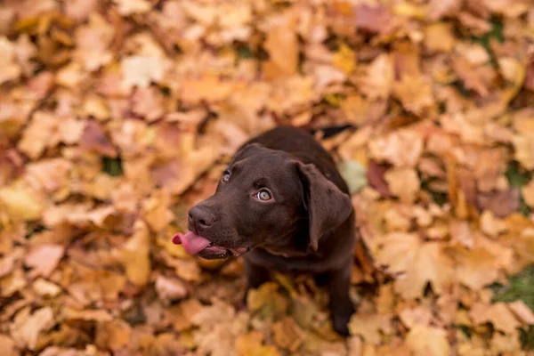 Młody Pies Retriever Chocolate Gra Kolorowym Parku Jesiennym Liście Klonu — Zdjęcie stockowe