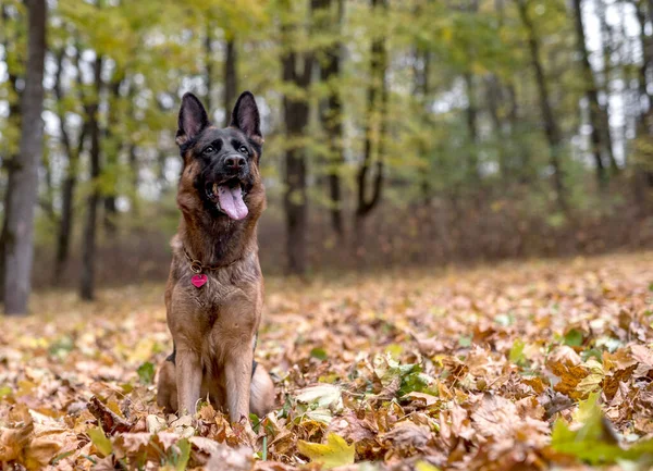 秋の背景にドイツの羊飼い犬 カエデの葉 — ストック写真