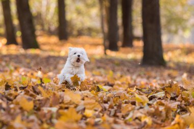 Beyaz Malta Bichon Köpeği Sonbahar Renkleri Parkı 'nda oynuyor