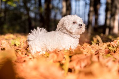 Beyaz Malta Bichon Köpeği Sonbahar Renkleri Parkı 'nda oynuyor
