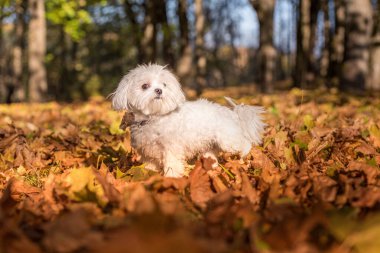 Beyaz Malta Bichon Köpeği Sonbahar Renkleri Parkı 'nda oynuyor
