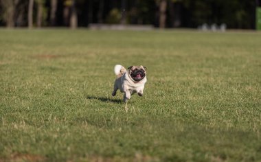 Genç Pug Dog dışarıda oynuyor.