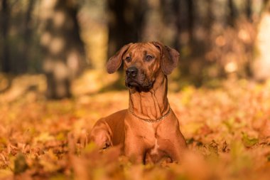 Rodezyalı Sırt Köpeği ve Sonbahar Yaprakları Arkaplanı. Kamu Parkı