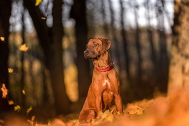 Sonbahar Renkleri Arkaplanındaki Rodezyalı Sırt Köpeği. Kamu Parkı.